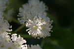 Climbing hydrangea